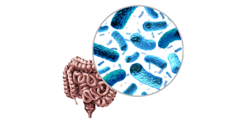 Probiotika