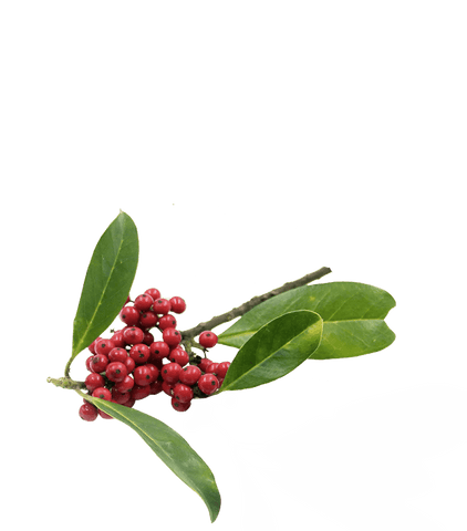 Die natürliche Energieformel - 60 Portionen