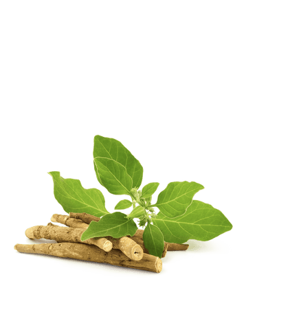 HARMONY - Die Gute Laune Formel mit Probiotika - 30 Portionen