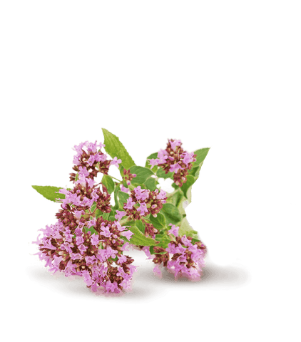 SLEEP Schlafhilfe-Formel - 30 Portionen