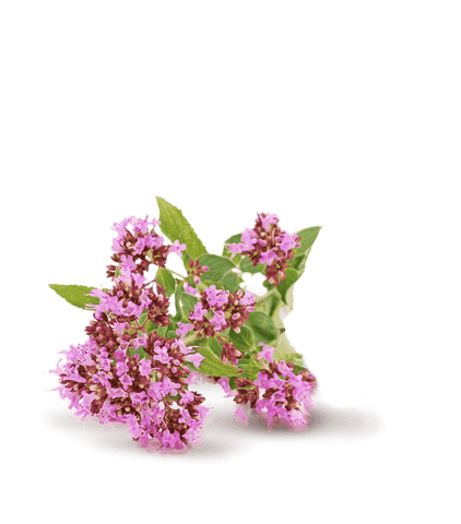 SLEEP Schlafhilfe-Formel - 3 Nachfüllpacks